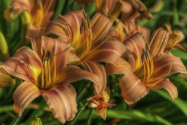 Macro shooting of orange lilies