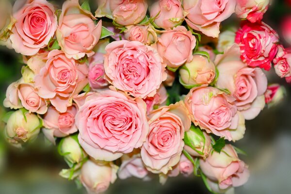 Bouquet of small pink roses