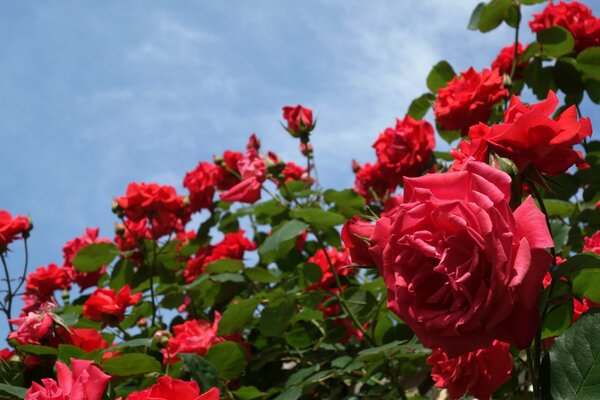 Bushes with roses and rosebuds