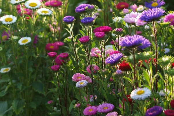 White, pink and purple flowers on a green background