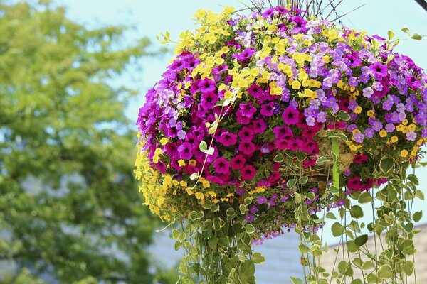 Flowerpot of colorful petunias in the garden
