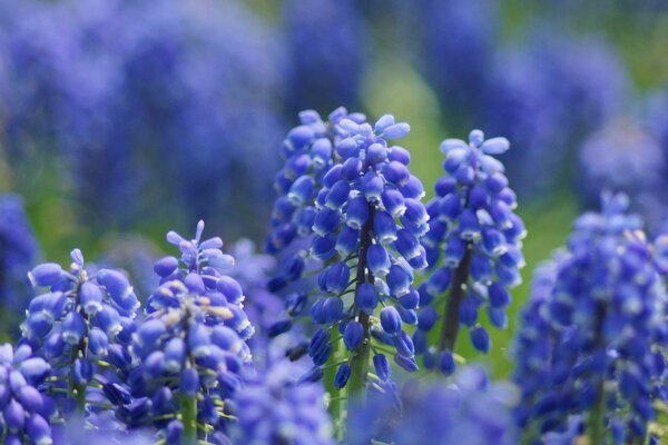 Lilac flowers on a blurry background
