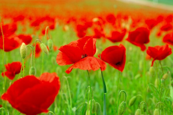 Wild poppies in the field
