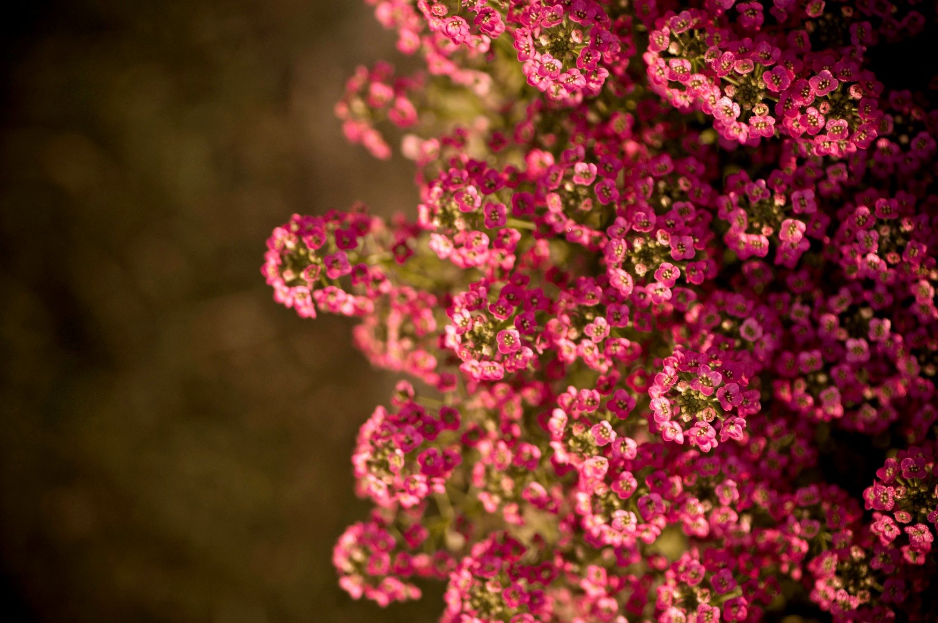 flower summer sun nature flower