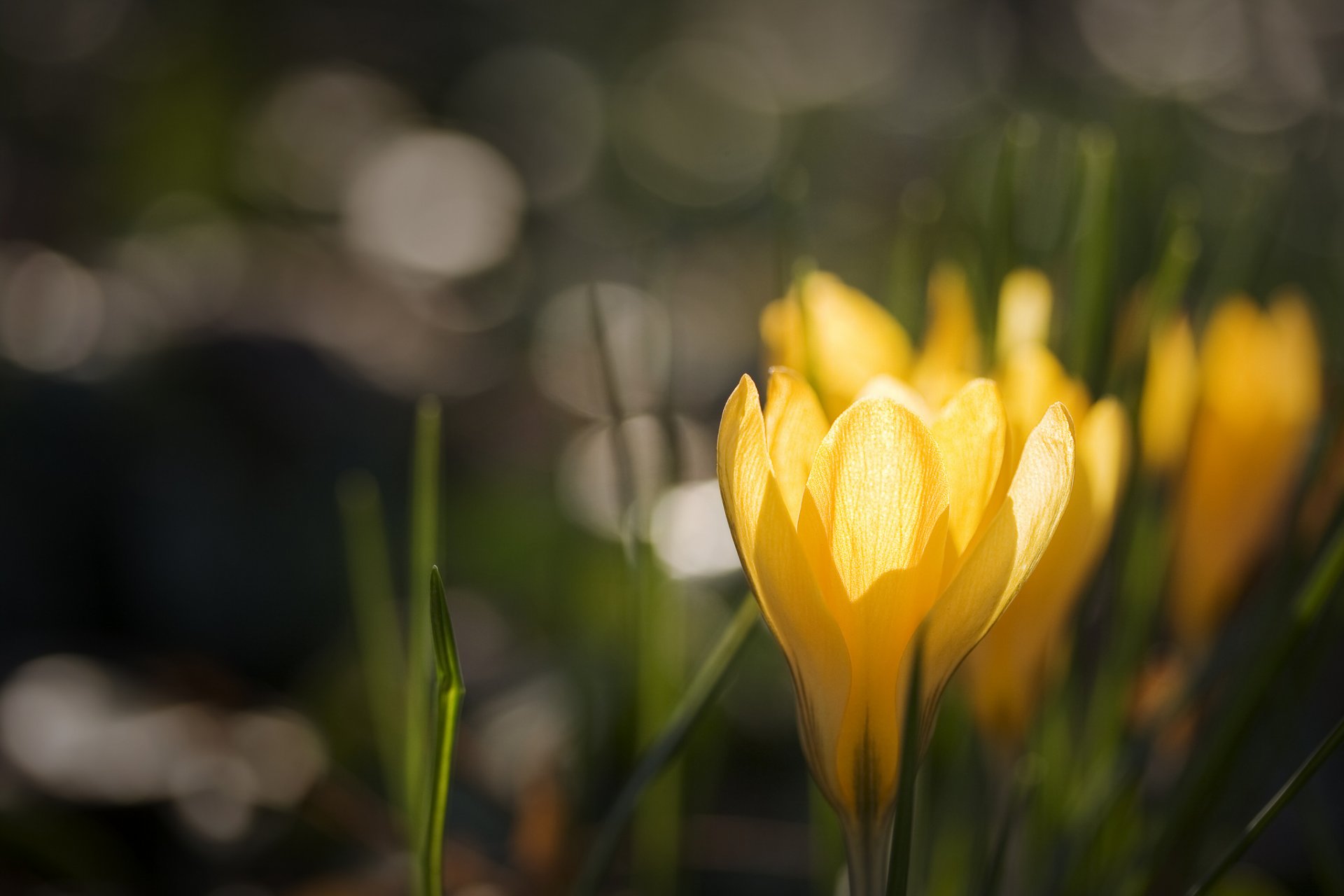 crocuses yellow crocus highlights background