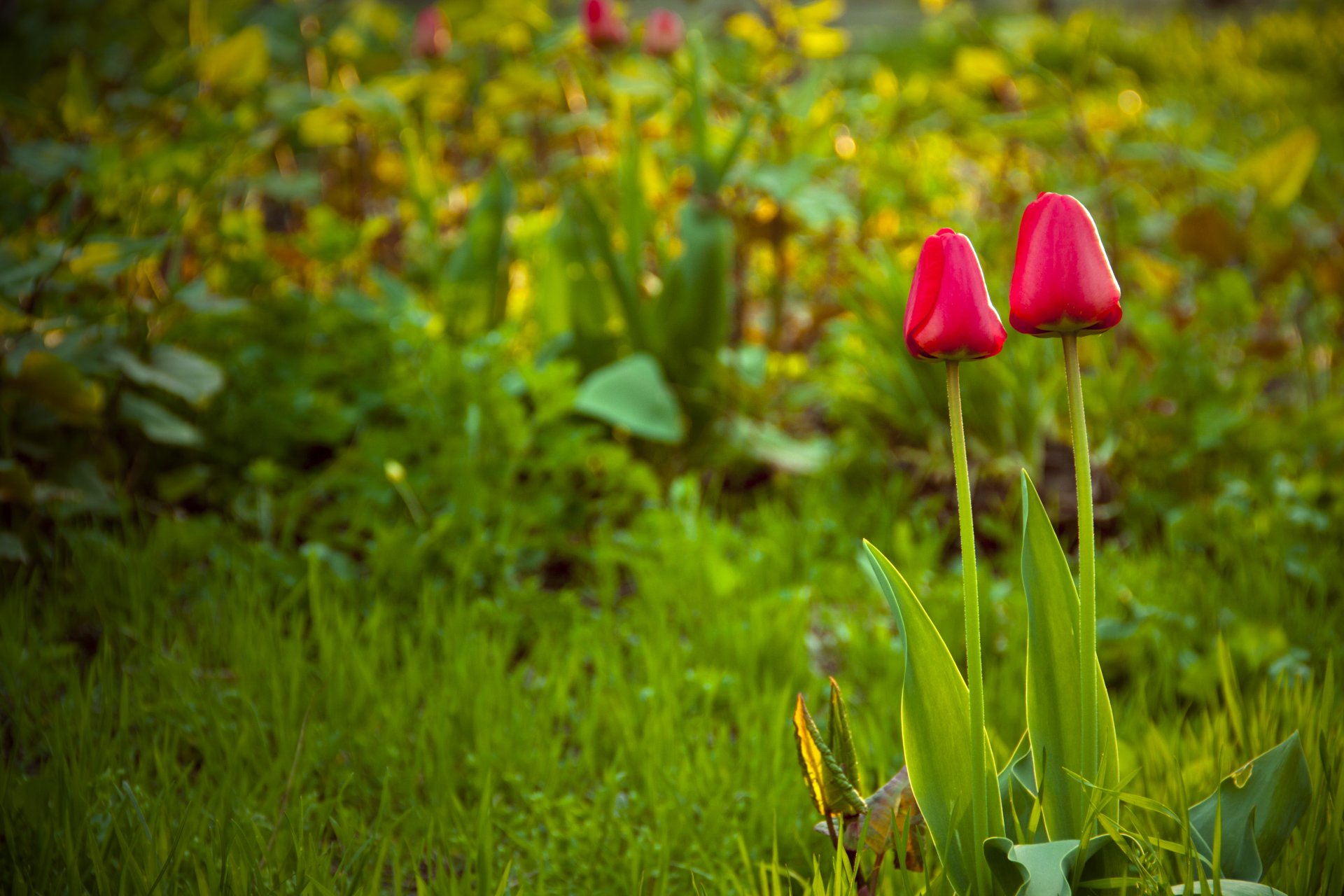 pring tulips grass field flower nature