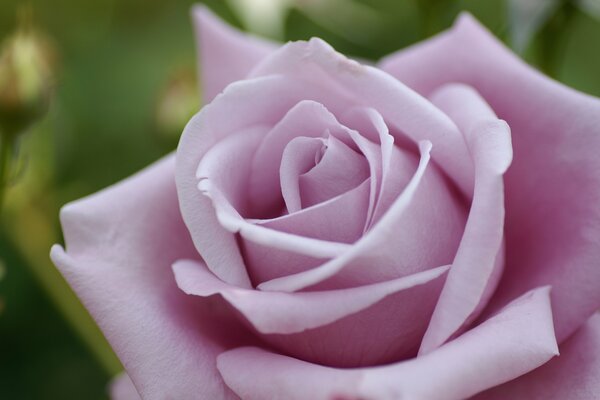 Pale pink rose macro shooting
