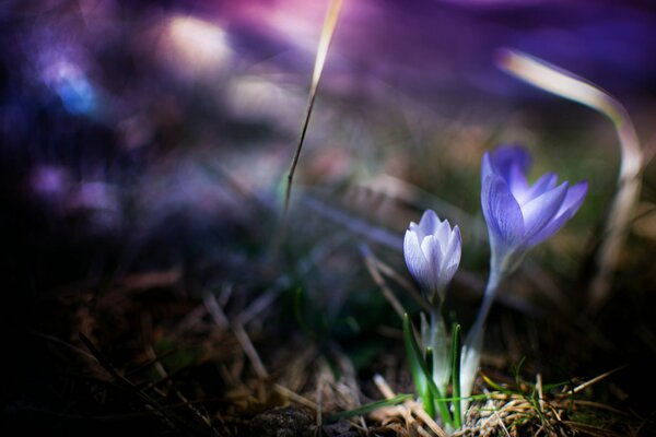 Delicate crocuses in spring grass