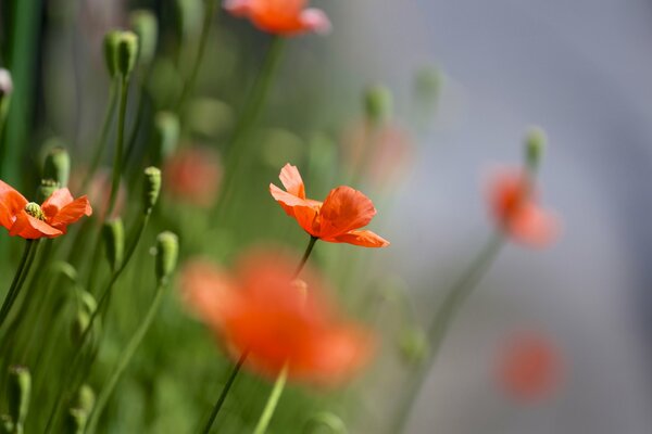 A summer day and a field with poppies