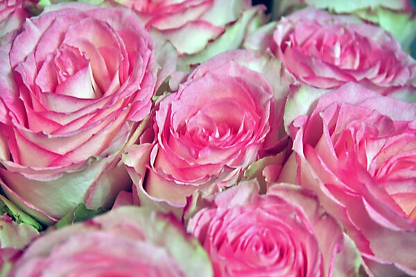 White roses with pink edges of petals