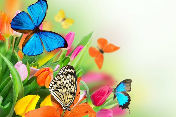 Colorful flowers and butterflies picture