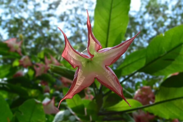 An unusual flower. a flower in the shape of a star