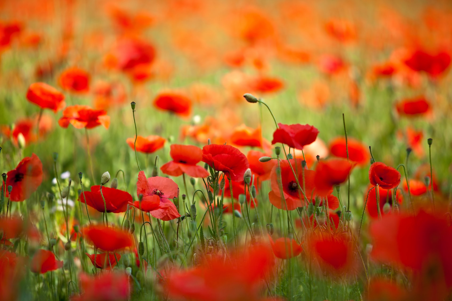 nature flower poppies petals spring the field