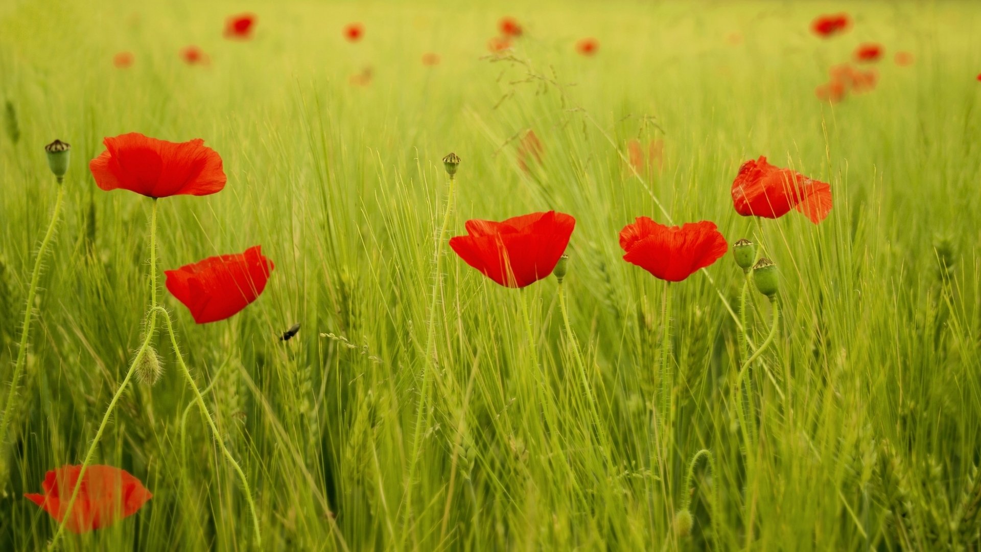 flower flowers poppy poppies red the field leaves green grass background wallpaper widescreen full screen hd wallpapers fullscreen