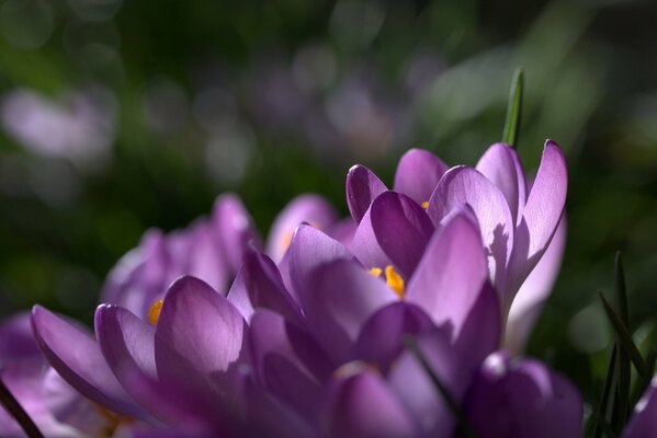 Lilac crocus petals in highlights