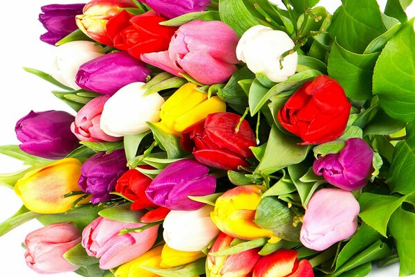 Colorful bright tulips in a bouquet