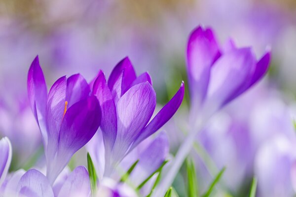Lilac crocuses on a spring meadow