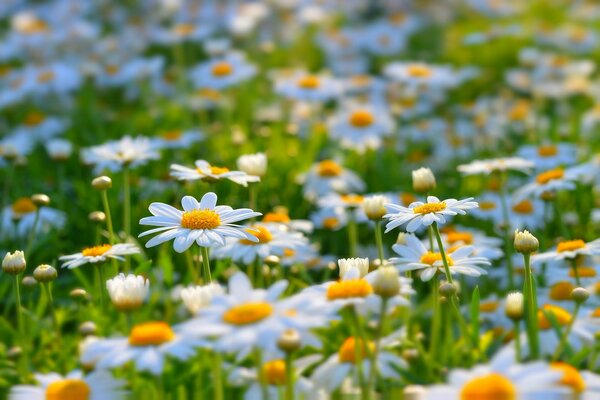 Summer glade of cute daisies