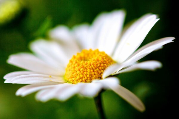 Chamomile bud full screen