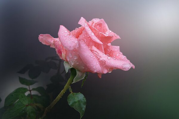 Pink flower with dew drops