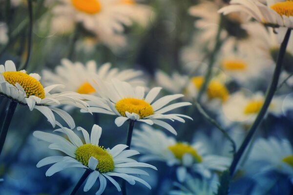 It is incredibly beautiful in chamomile vol