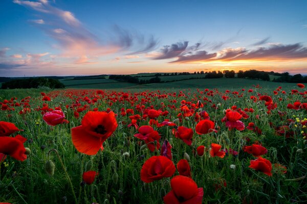 Beautiful sunset in a poppy field