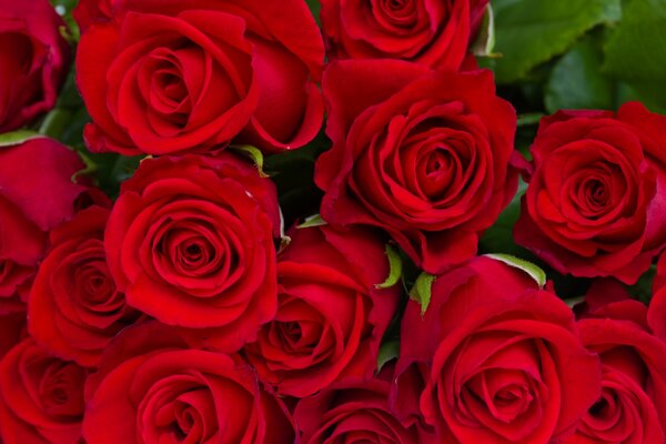 Bouquet of red rose buds