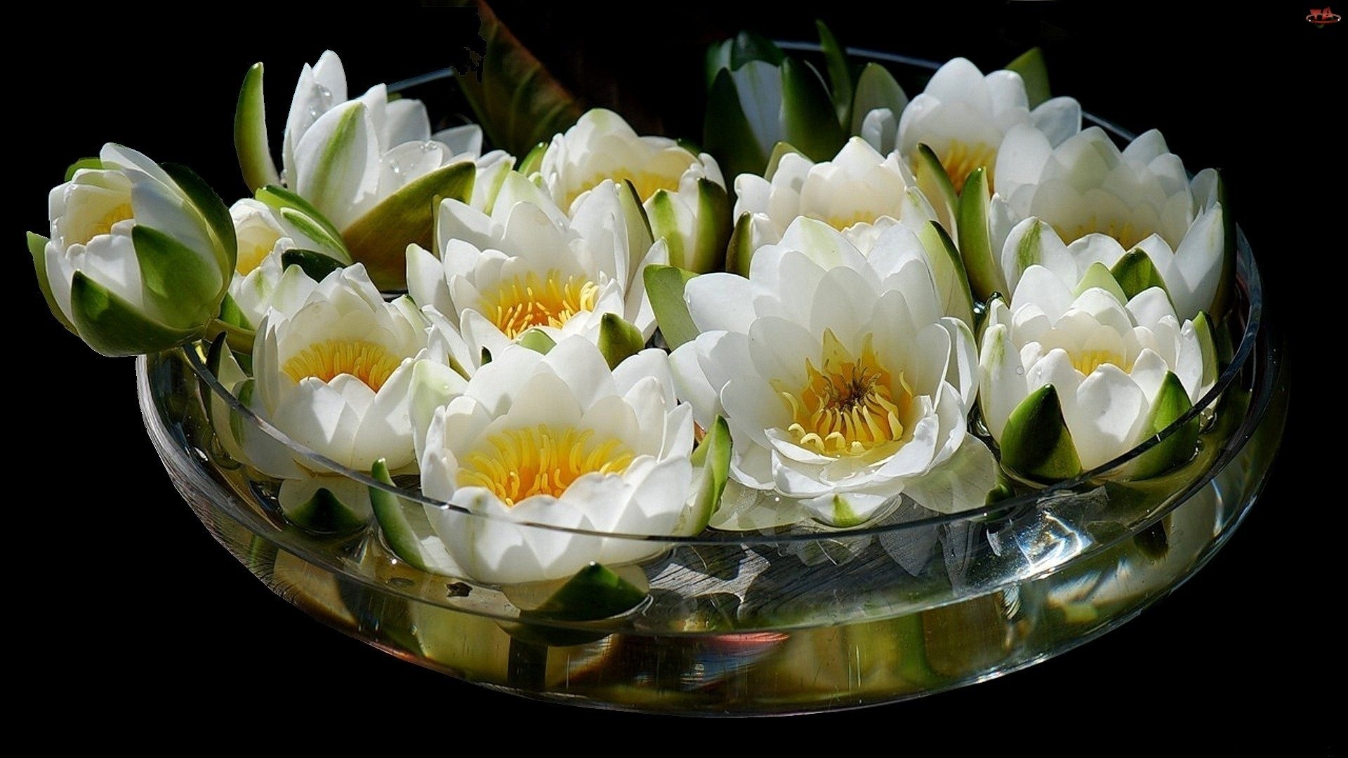 bouquet flower lotus vase water