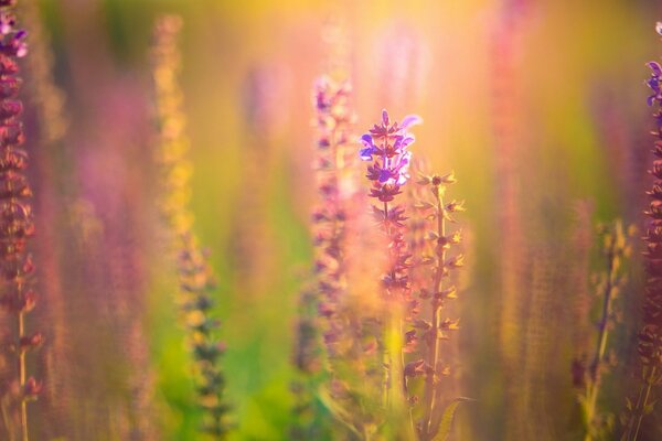 Pink and purple flowers in the field