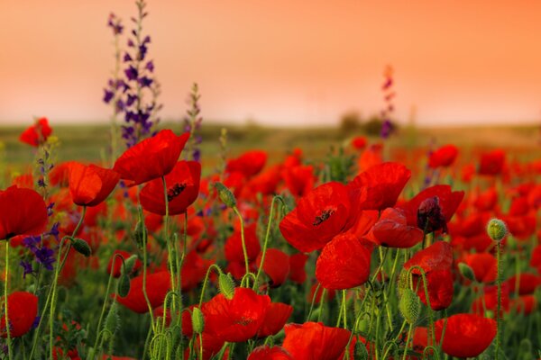 Poppy stems and flowers at sunset