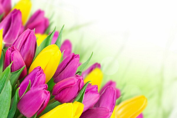 Yellow and pink tulips for March 8th