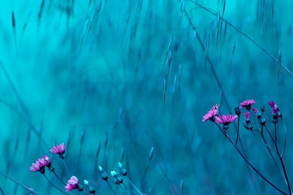 Blue and lilac looks great