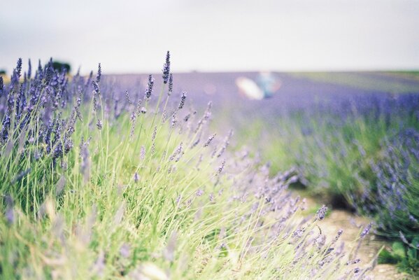Lavender field filled with spring freshness