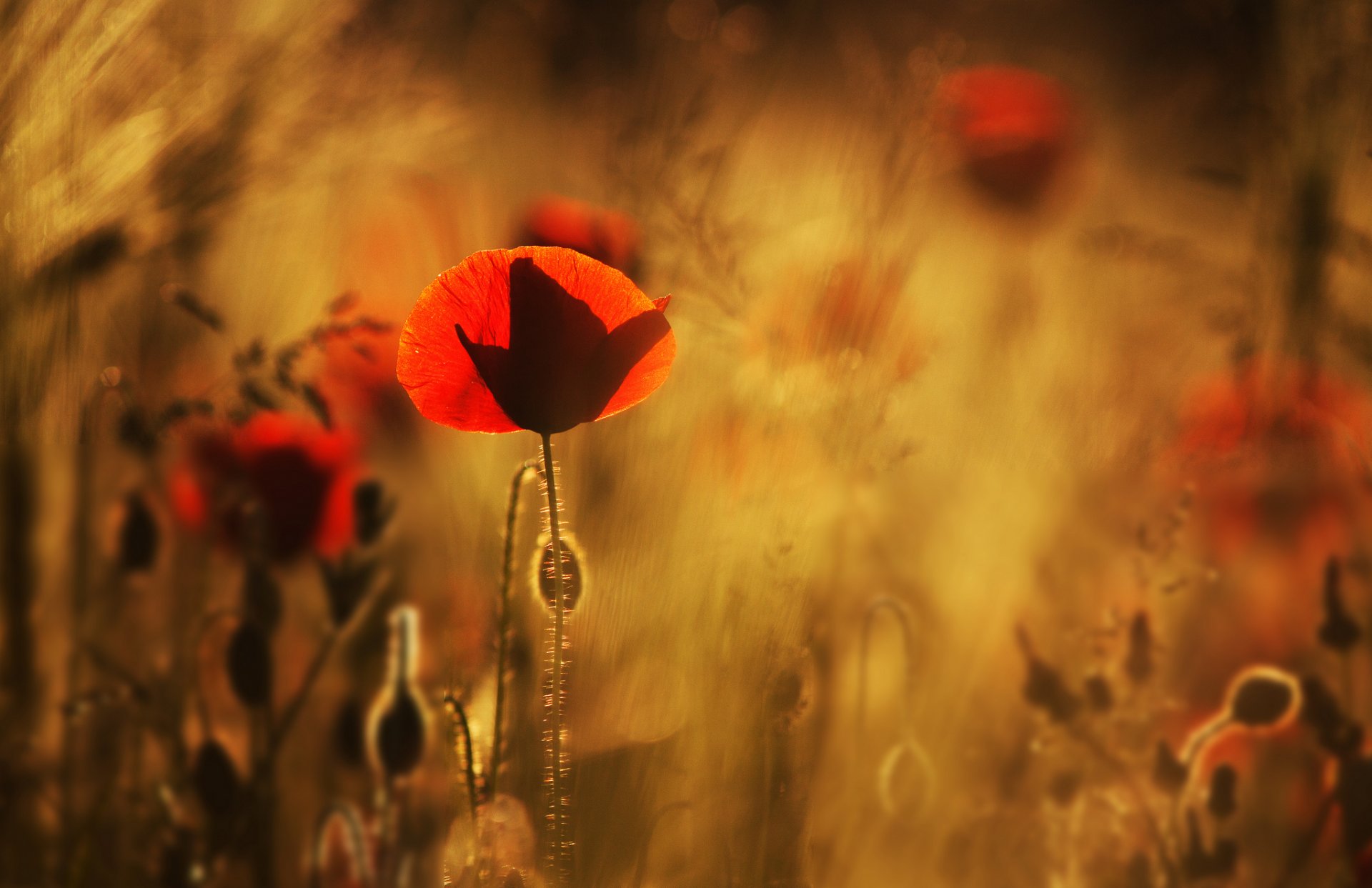 poppies red flower the field close up blur