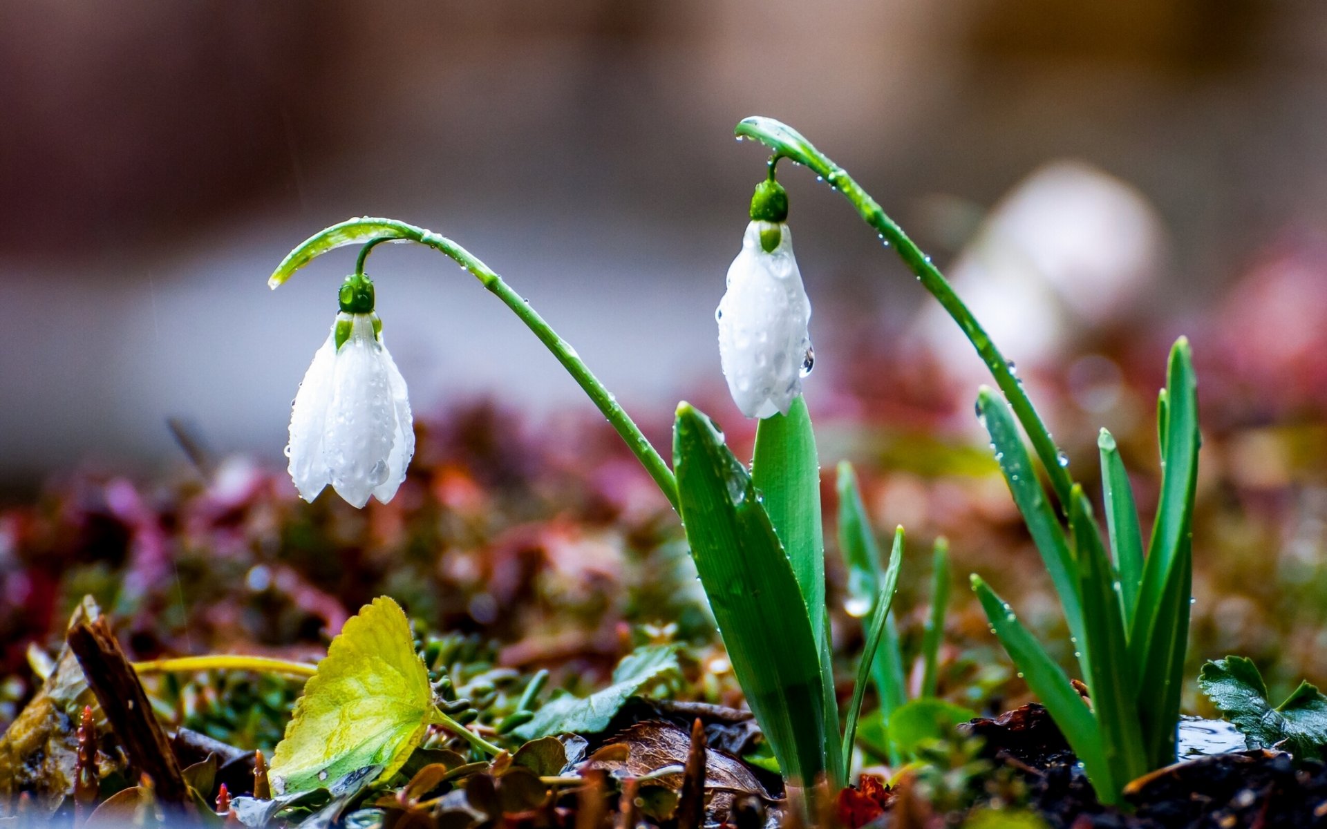 nowdrops spring rain