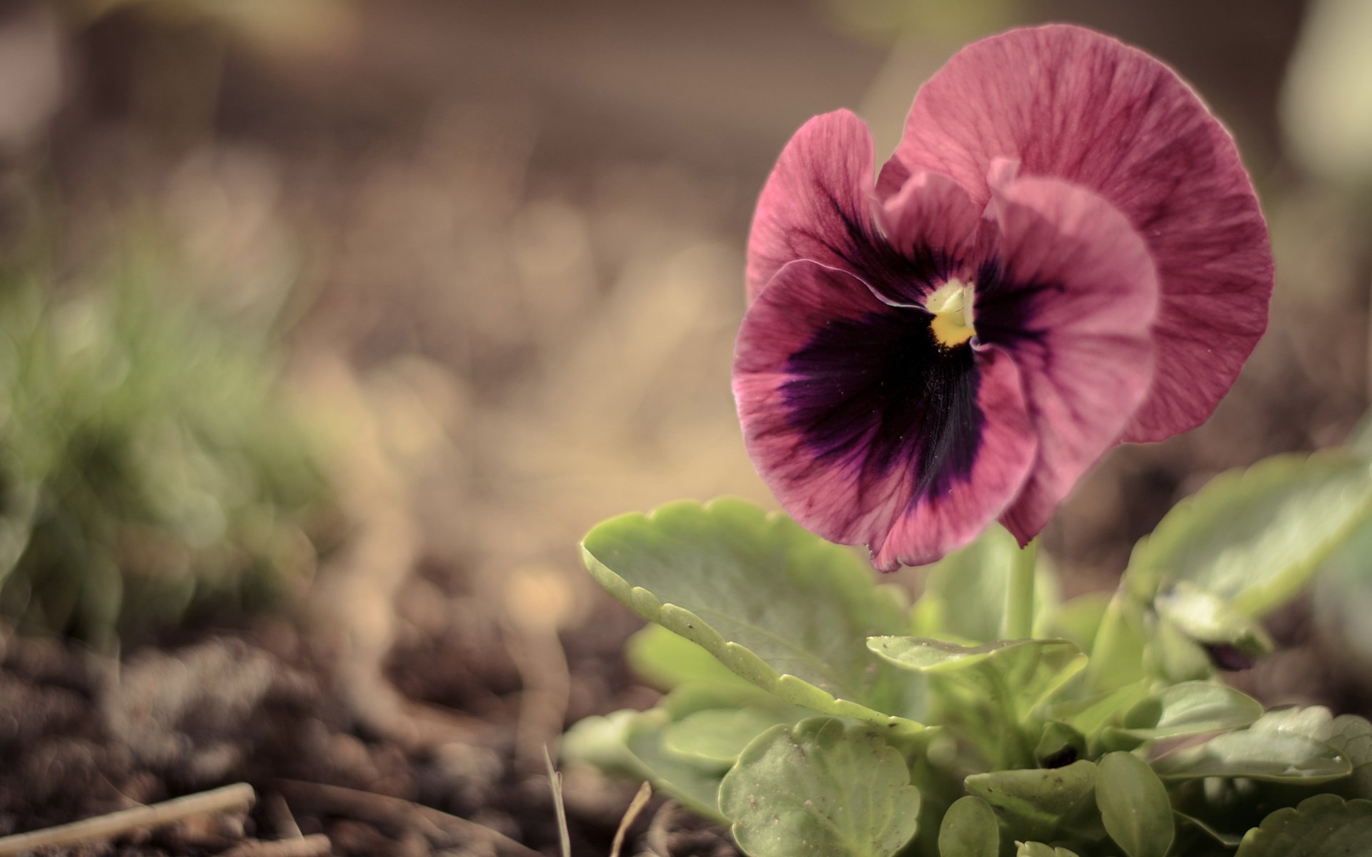 flower close up pansy viola large pink green