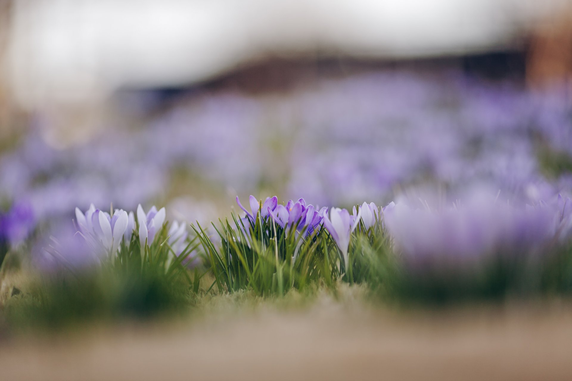 crocus white purple petals flower spring close up focus blur