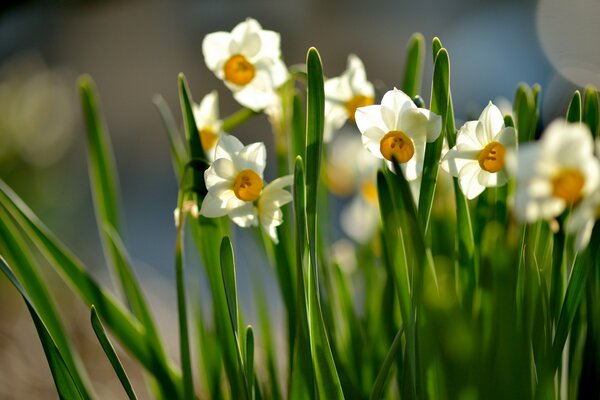 Daffodils bask in the sun in spring