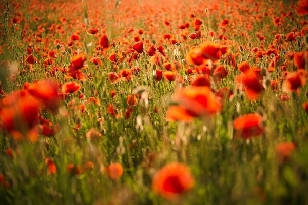 Poppy field, computer wallpaper