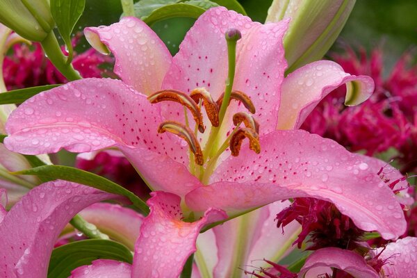 Delicate pink lily with dew drops