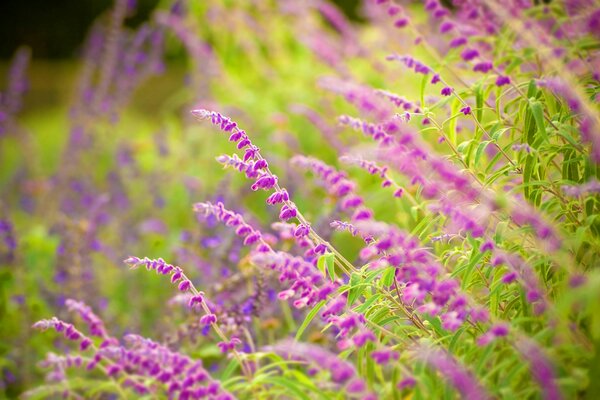 Lilac spikelets of flowering sage in the greenery of herbs