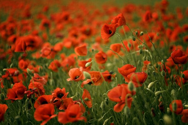 Field with red poppies