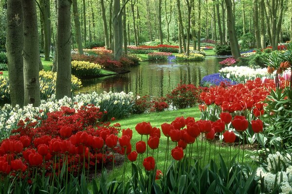 Tulip Garden in the Netherlands