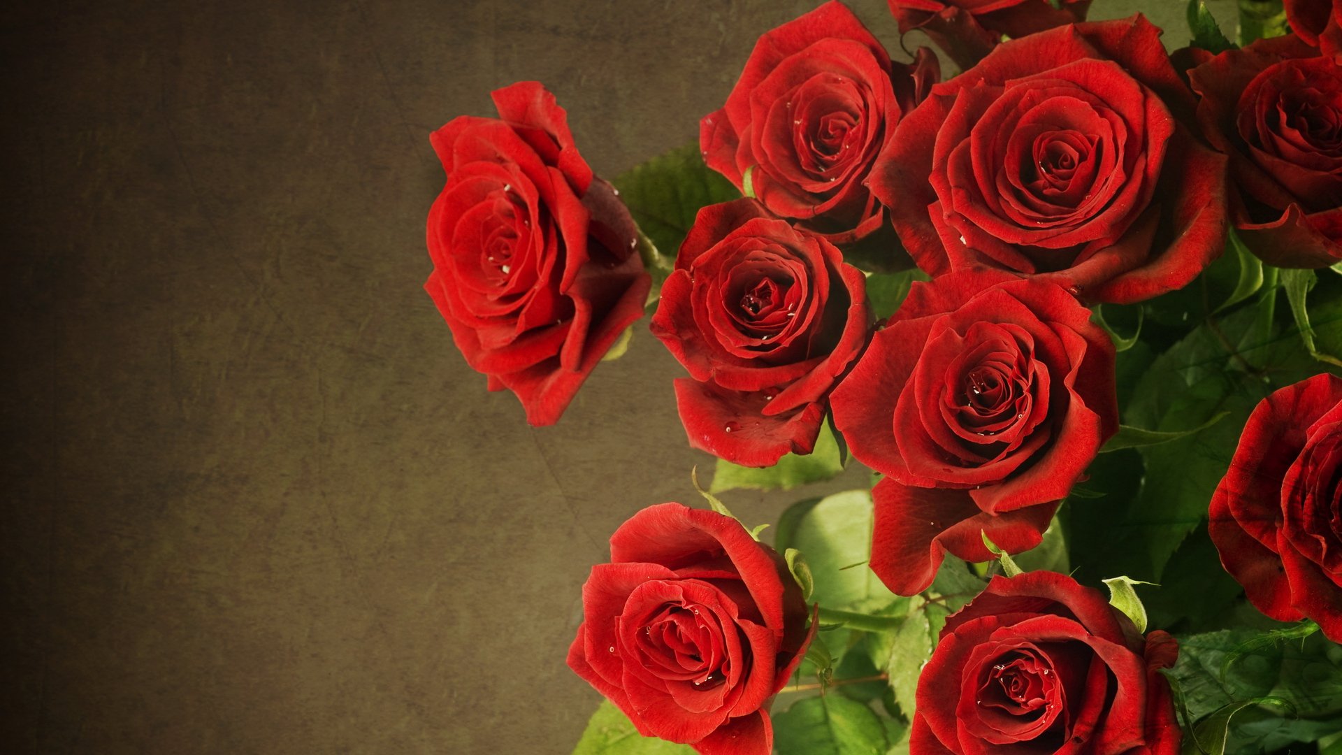 flowers roses red