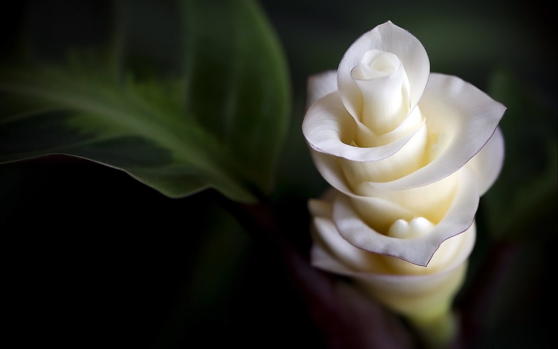 flowers tenderness macro petal