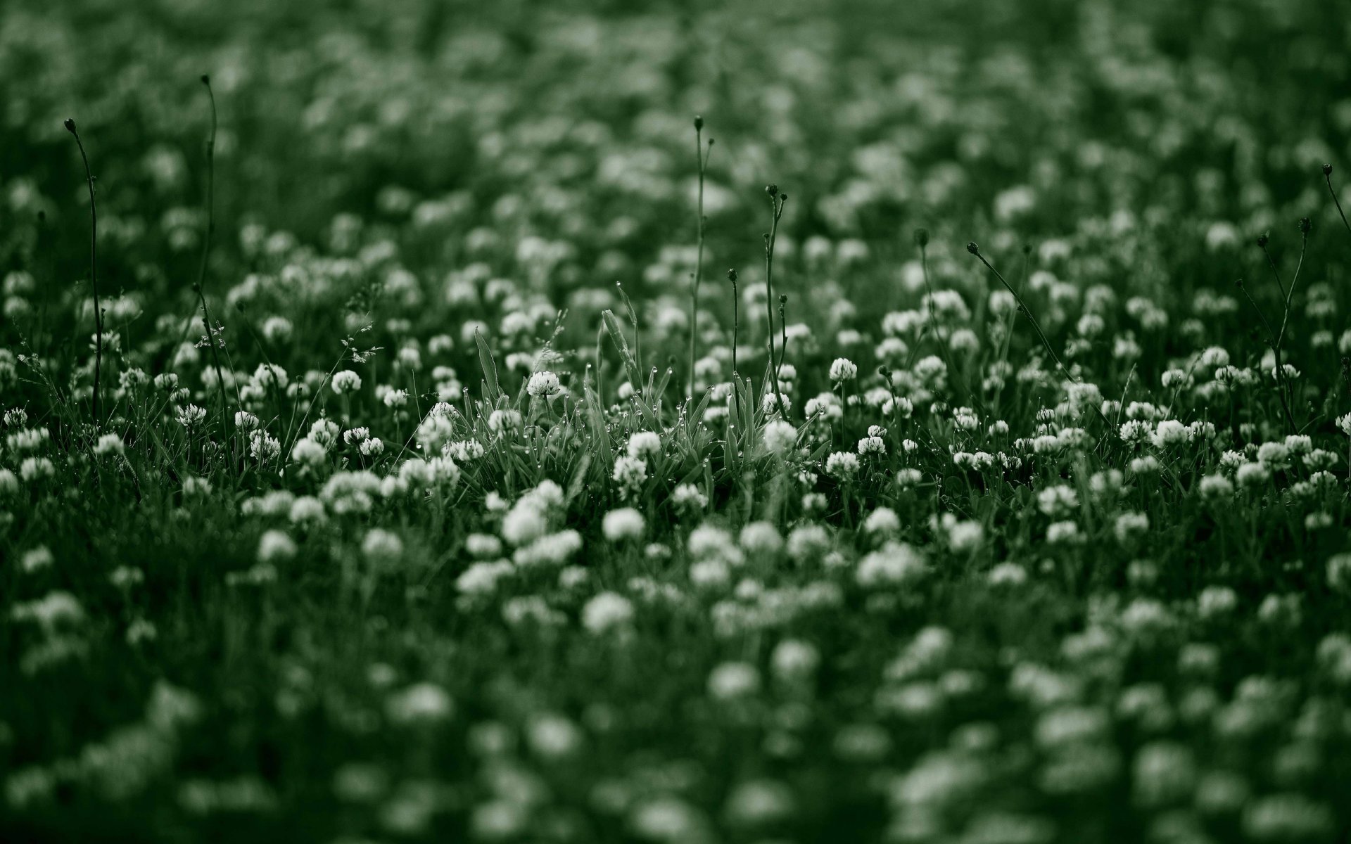 wildflowers flowers flower nature grass morning rosa green freshne