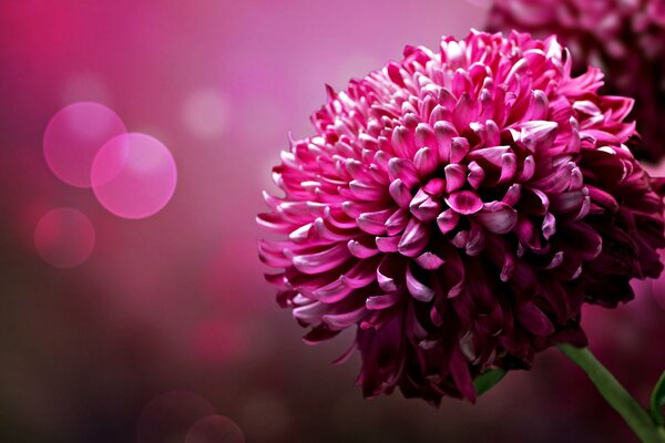 Beautiful chrysanthemum with pink background
