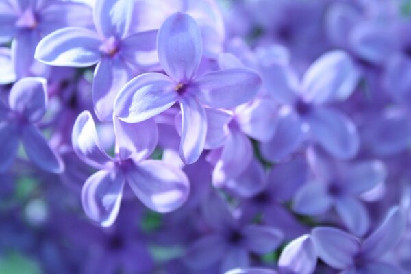 The first spring lilac greetings