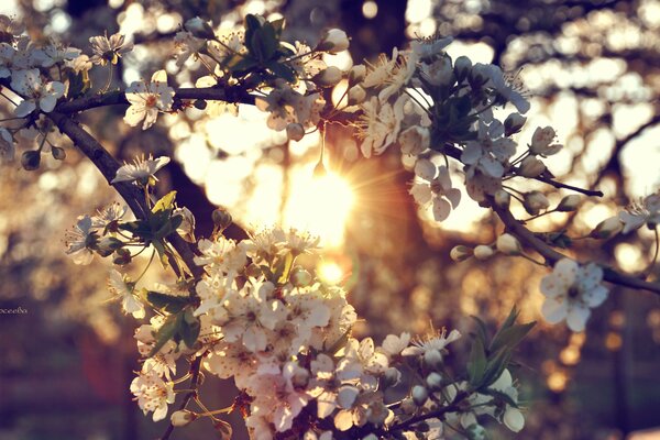 A blossoming cherry branch in the sunset rays