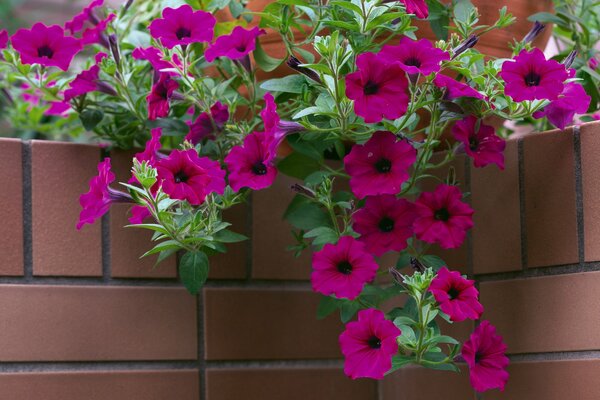 Any petunia in a pot or basket will decorate the garden